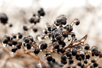 poisonous black wolfberries frozen close up outdoors.