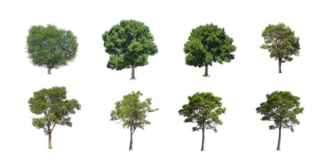 Tree collection isolated on white background.