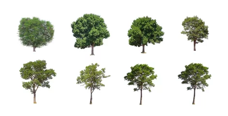 Fotobehang Tree collection isolated on white background. © pichit1422