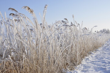 Fototapeta premium Frozen Reed, Reeuwijk