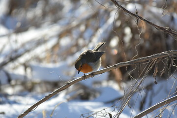 Robin sitting on branch, Reeuwijk