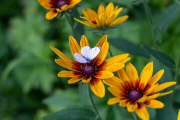 White butterfly on yellow and orange rudbeckia flowers in a green garden on a summer evening.