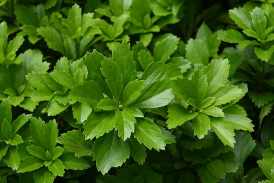 Plants along Japanese roads (wild grass, grass, leaves)