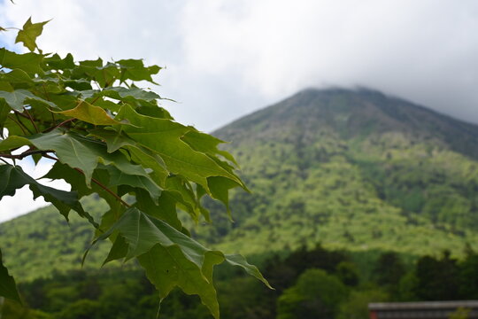 A foggy mountain and a tree branch in the foreground