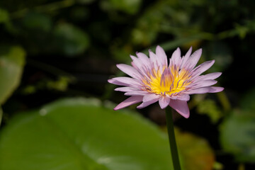 pink lotus flower
