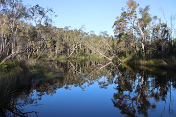 Fototapeta na wymiar Reflections in the Noosa Everglades, Sunshine Coast, Queensland, Australia.
