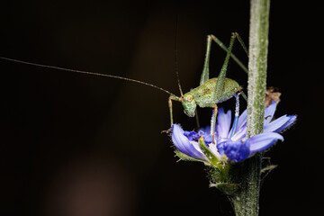 Macro photography of a grasshopper