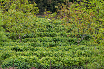 Selective focus shot of growing roses.