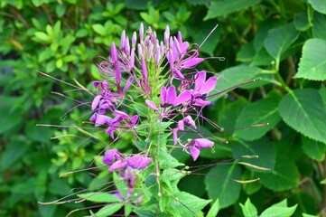 セイヨウフウチョウソウ（西洋風蝶草）