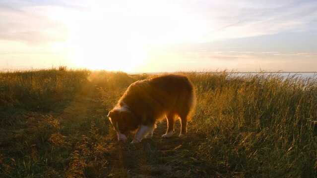 Brown young Australian Shepherd dog walks through field at sunset and sniffs grass. Teen puppy aussie red tricolor in nature. There are no people.
