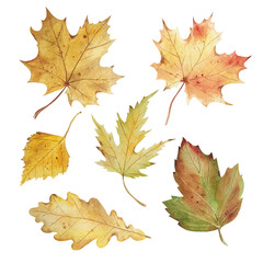 Watercolor realistic botanical set of botanical autumn leaves from forest trees