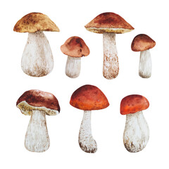 Watercolor realistic botanical set of forest edible mushrooms