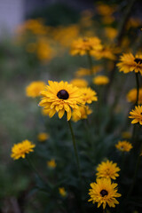 yellow flowers echinacea in the garden