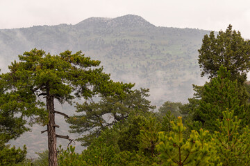 Obraz premium Selective focus shot of mountain landscape and trees.