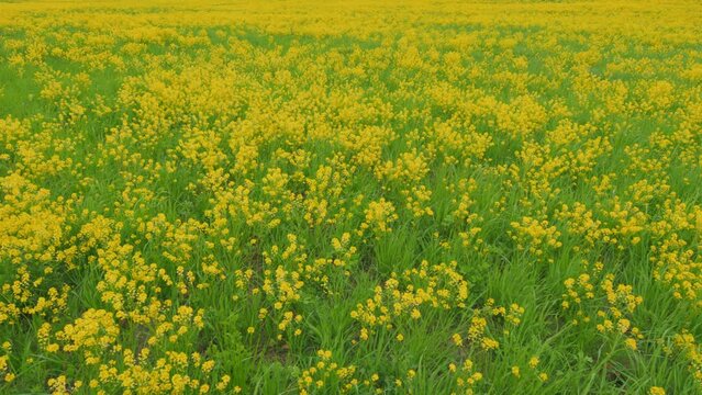 Rapeseed or canola field. Rapeseed cultivation. Rape on the field in sring. Wide shot.