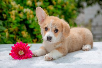 Naklejka na ściany i meble welsh corgi puppy in summer on a background of flowers , calendar