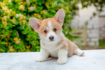 welsh corgi puppy in summer on a background of flowers , calendar