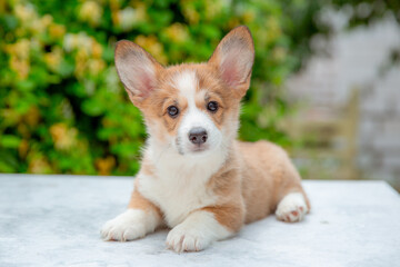 welsh corgi puppy in summer on a background of flowers , calendar