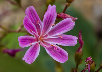 Naklejka premium Elise