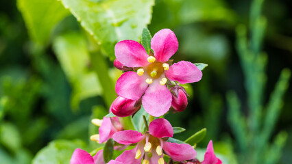 Obraz premium Escallonia Arrival