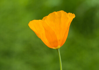 Fototapeta premium Poppy