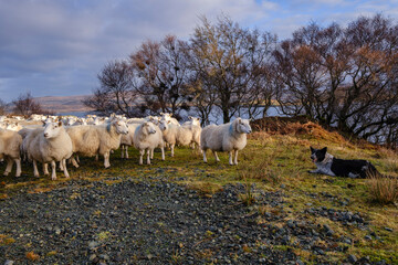 rebaño de ovejas, Skinidin, Loch Erghallan, isla de Skye, Highlands, Escocia, Reino Unido
