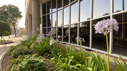 Outside window of an office space with purple flowers