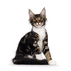 Expressive black tabby Maine Coon cat kitten, sitting side ways with tail wrapped around body. Looking curious towards camera. Isolated on a white background.
