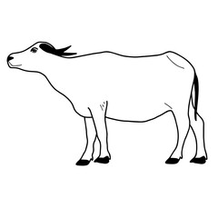 Water buffalo or Thai buffalo vector. Side view.  Vector illustration on the white