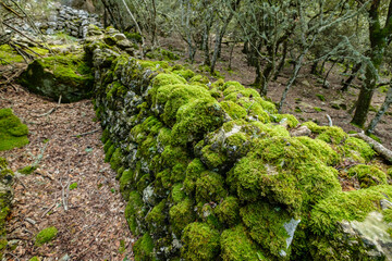 bosque de es Prat, Escorca, Paraje natural de la Serra de Tramuntana, Mallorca, balearic islands, Spain
