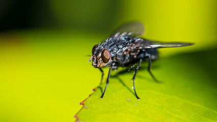 Sunbathing Fly