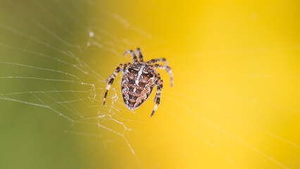 Cross Spider