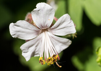 Geranium Macrorrhizum
