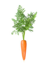 Carrot with green leaves isolated on white background.