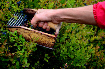 collecting blueberries in the mountains with the help of a combing device in the shape of a wooden...