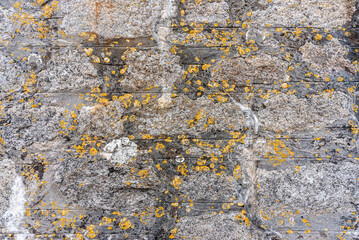 stone wall with old yellow mould growing out of it texture