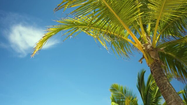 Palm leaves in the sun. Blue palm background. Tropical sunny sky background.
