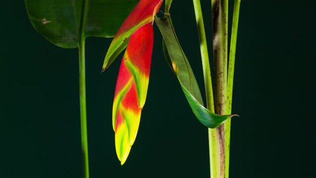 Heliconia rostrata, the hanging lobster claw or false bird of paradise flowering plant time lapse.  A vivid red yellow downward-facing flower, follow motion HD crop close up, long.