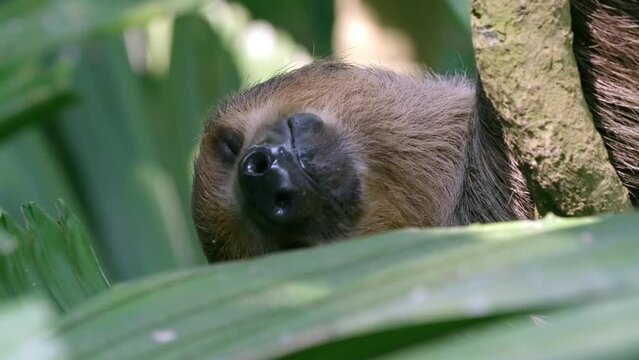 Closeup Of Two-toed Sloth Sleeping And Sticking Its Tongue Out Hanging Upside-down From Tree Branches.