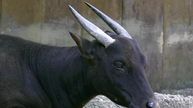 Endangered Lowland Anoa Buffalo Chewing Its Food In The Zoo. - close up
