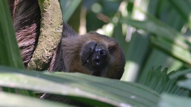 Two-toed Sloth Hanging Upside-down From Tree Branches Behind The Leaves. - close up