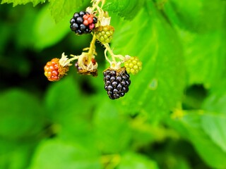ripe blackberry on a green bush in a summer garden
