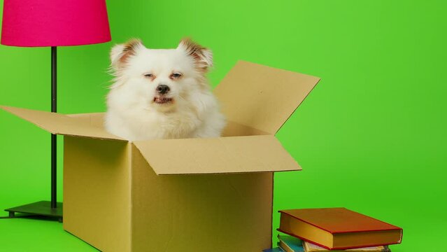 Fluffy white dog sitting in cardboard box on green background. Cute half-breed dog posing in box, getting ready to move.