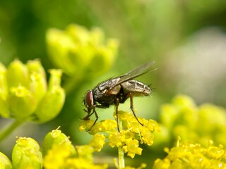 fly on leaf