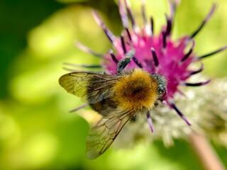 bee on a flower