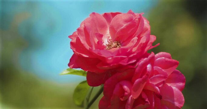 真っ赤な薔薇の花々　風にそよぐガーデンローズ |  Red Garden Rose / Sway in the Breeze 