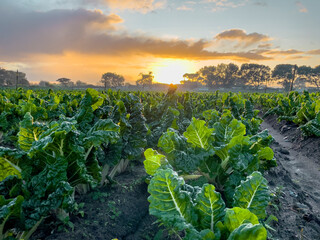 Spinach field rows