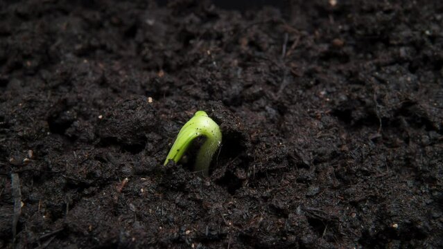 Plant growing timelapse, sprout germination close up macro shot