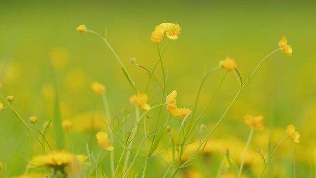Buttercup blooming in a field. Yellow flowers in springtime buttercups. Medicinal herbs and health care. Close up.