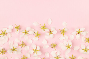Sweet fresh spring flowers pink background of white petals, pistil and buds of apple tree on gentle...